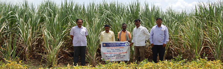 Oil Seed Model Village fallow up Feild Visit at Muganur Village