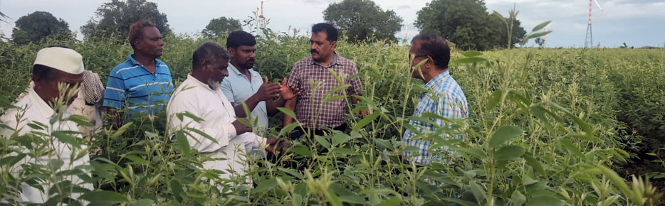 Dr Nagaraju P KVK Nodal Officer Visited to Redgram Field
